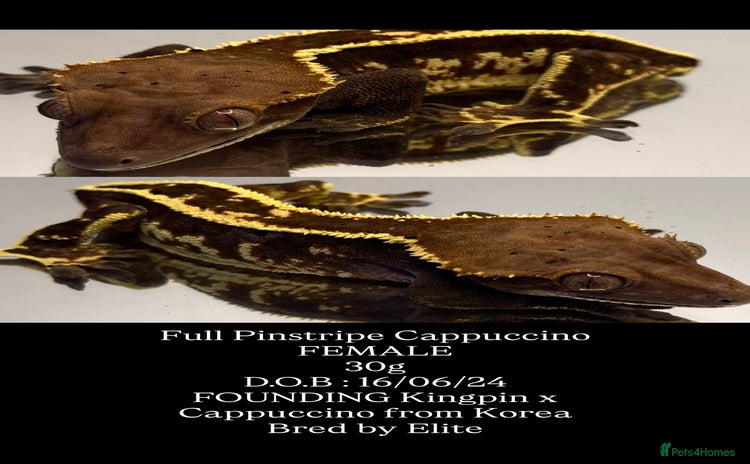 Gecko reptiles - Advert 2