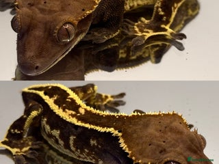 Gecko reptiles - Advert 11