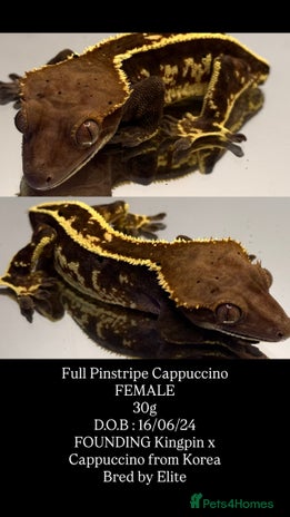 Gecko reptiles - Advert 1