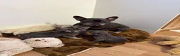 French Bulldog dogs for sale: Stunning Kc registered French Bulldog Pups - Advert 4