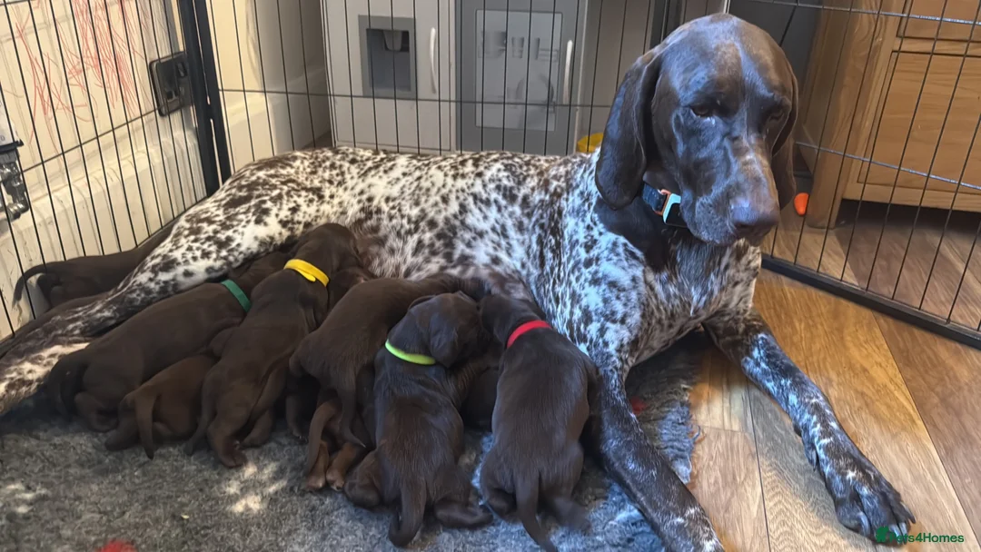 Mixed Breed dogs for sale: German pointer cross dashchund - Advert 1