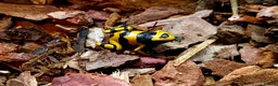 Frog reptiles for sale: Bumblebee dart frogs available now ~ £50 each - Advert 5
