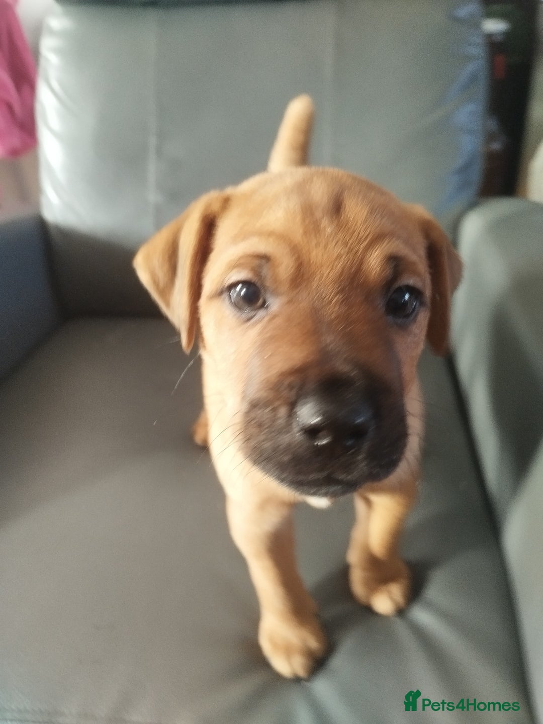 Patterdale Terrier dogs for sale: Patterdale Pups For Sale - Advert 3