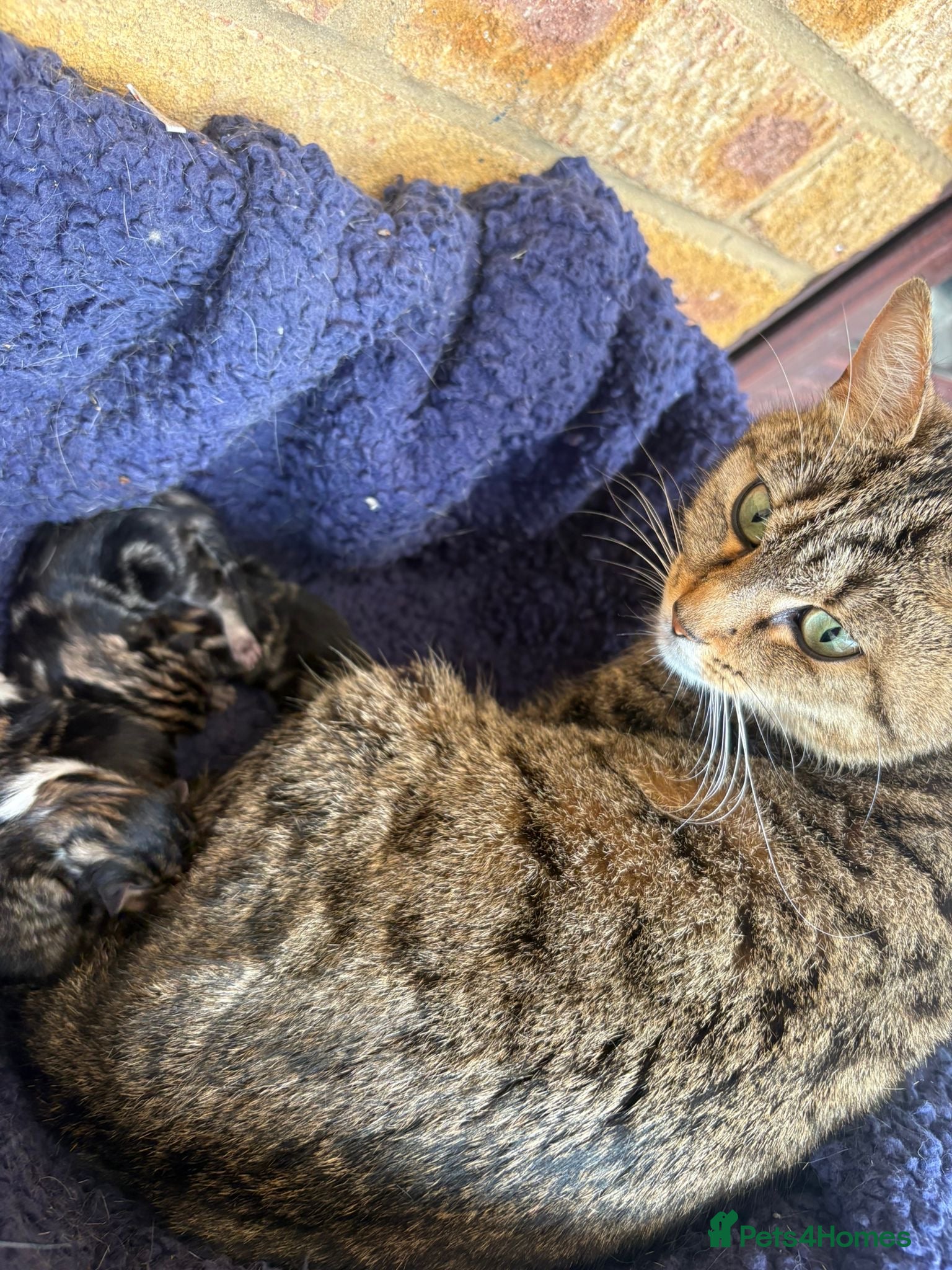 Mixed Breed cats Kittens for sale ❤️ - Advert 4