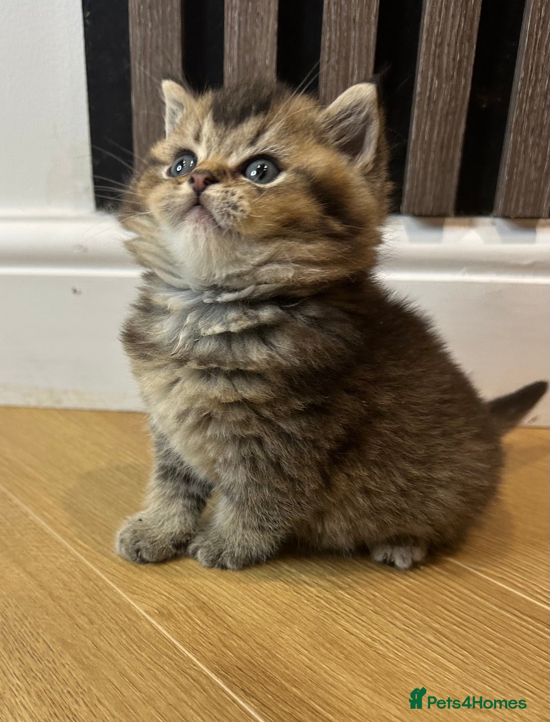 British Shorthair cats for sale: Gorgeous Brown Tabby BSH Kittens - Advert 11