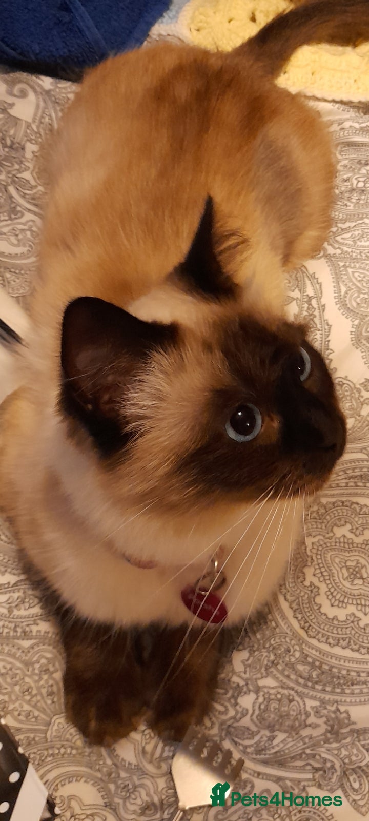 Ragdoll cats Rag doll - Advert 11