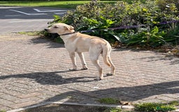 Labrador Retriever dogs for sale: Male labrador - Image 10