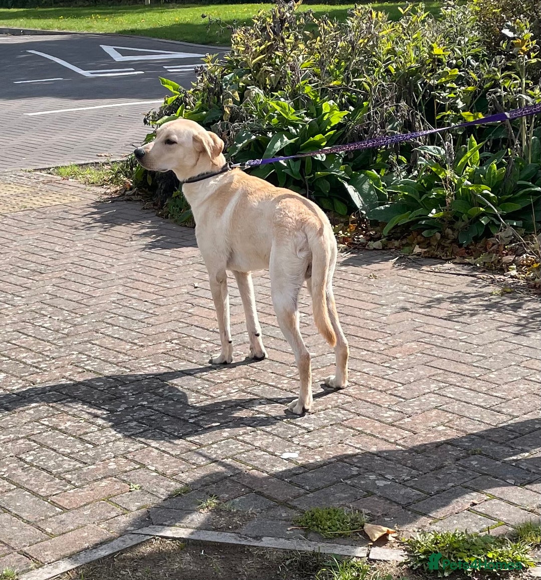 Labrador Retriever dogs for sale: Male labrador - Image 10