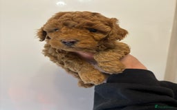 Toy Poodle dogs for sale: 🤩 4 stunning toy poodles 🤩 - Image 9