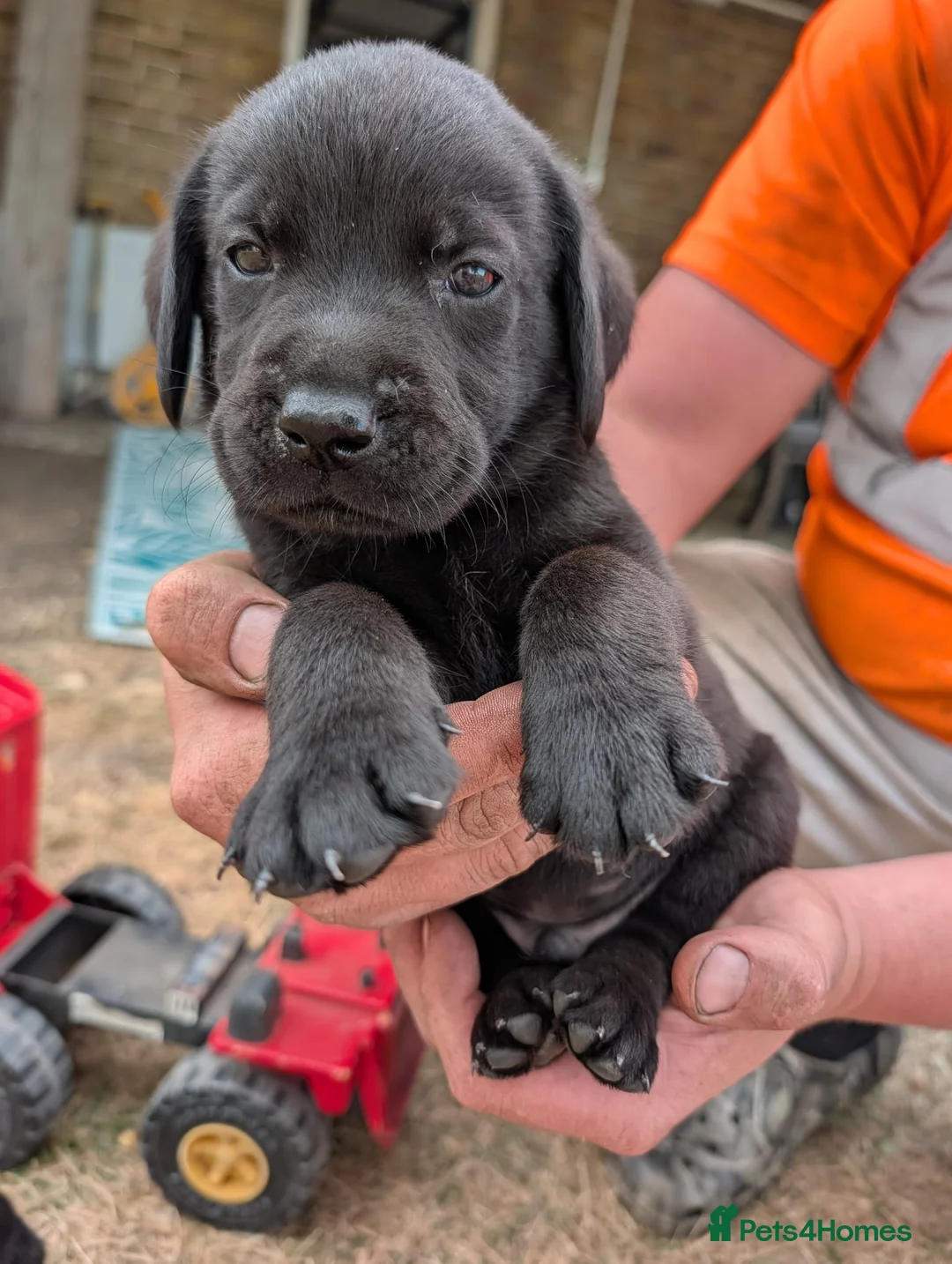 Labrador Retriever dogs for sale: Farm reared Labrador puppies in Sheerness - Advert 2