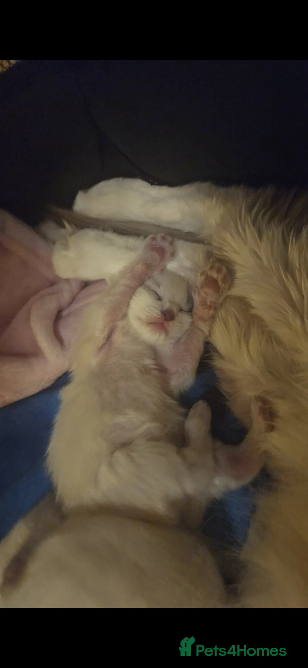 Ragdoll cats for sale: Ragdoll kittens  - Advert 9