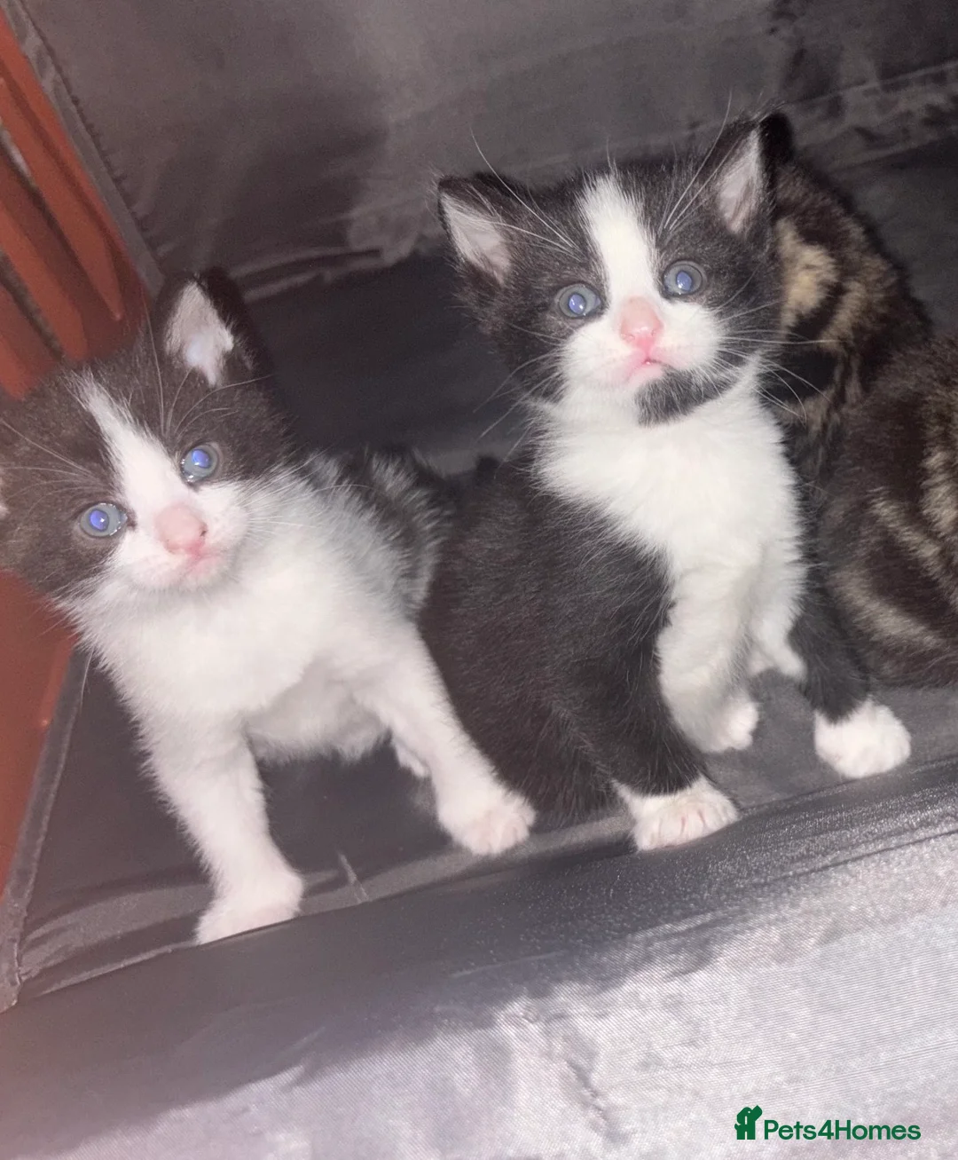 Mixed Breed cats for sale: Beautiful Male Kitten - Advert 2