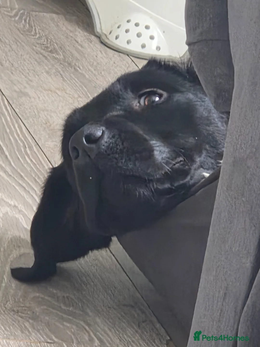 Labrador Retriever dogs for sale: Black labrador  - Advert 2