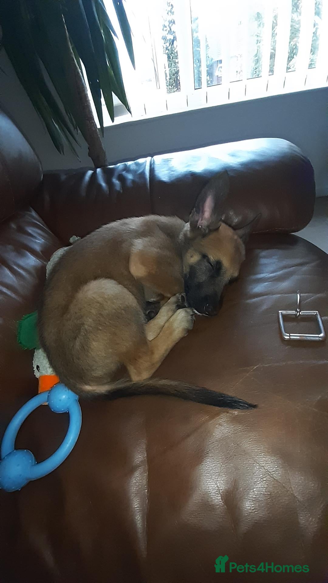 Belgian Shepherd Dog dogs Belgian malinois for sale  - Advert 4