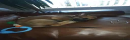 Belgian Shepherd Dog dogs for sale: Belgian malinois for sale  in Hull - Advert 1