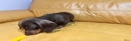Miniature Dachshund dogs for sale:  Four Stunning Miniature Dachshund Puppies - Advert 5