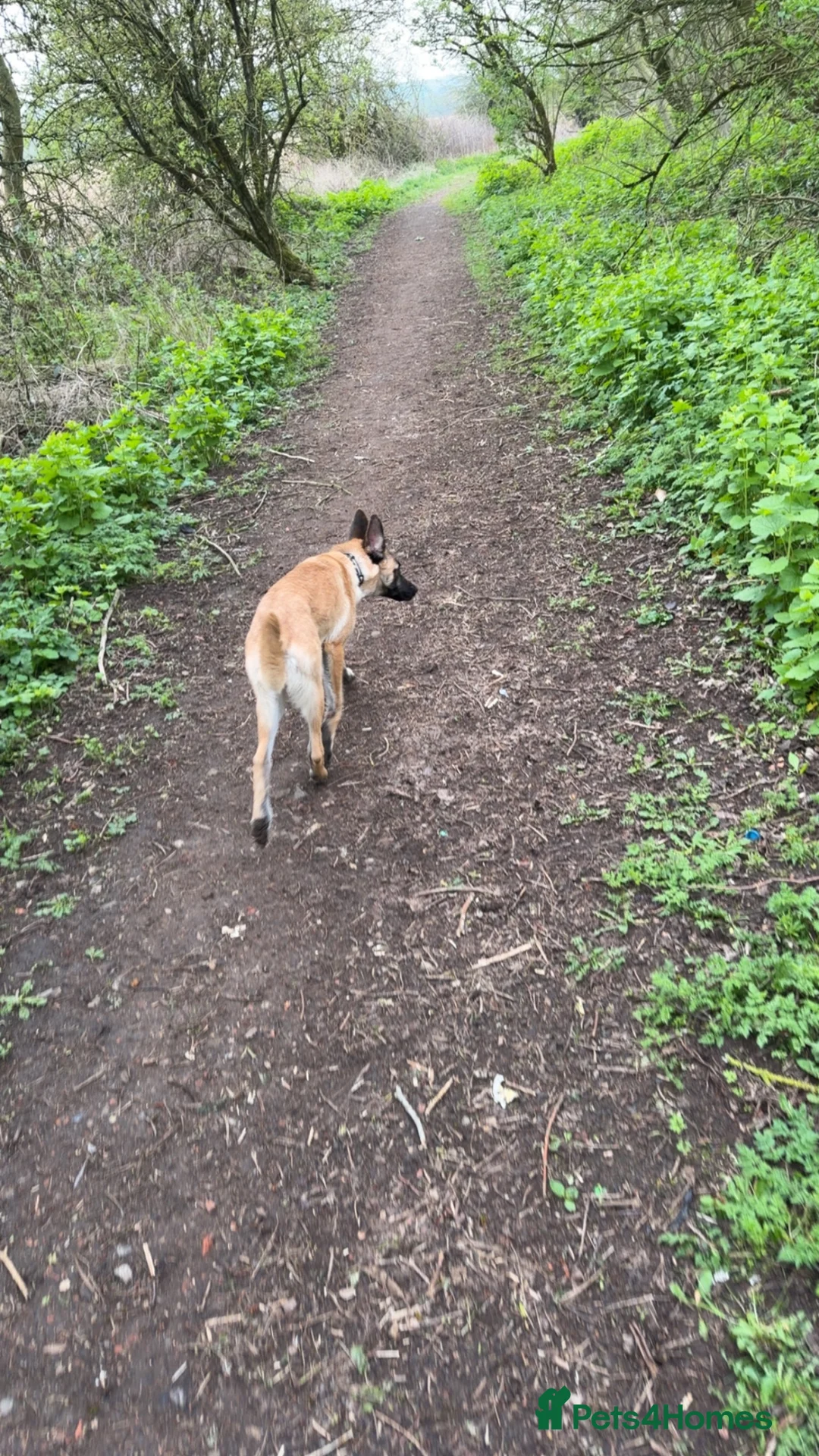 Belgian Shepherd Dog dogs for sale: Belgian shepherd pup 8 months old(Rocco) in Durham - Advert 4