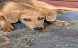 Mixed Breed dogs for adoption: THEO - a Superb Puppy Boy, for a Loving Home - Image 1
