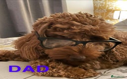 Cockapoo dogs for sale: Beautiful Cockapoo litter with Parents DNA  - Image 15