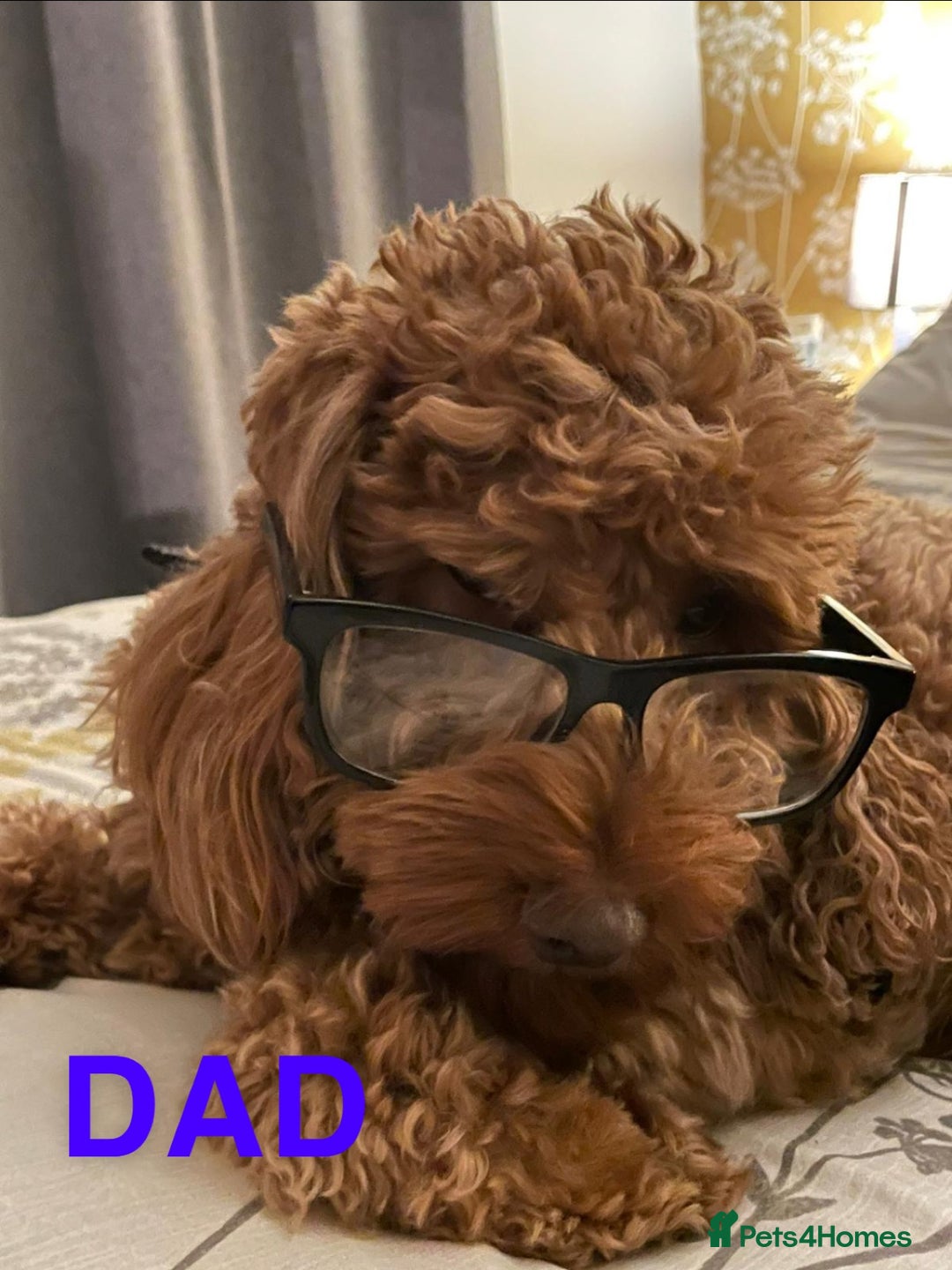 Cockapoo dogs for sale: Beautiful Cockapoo litter with Parents DNA  - Image 15