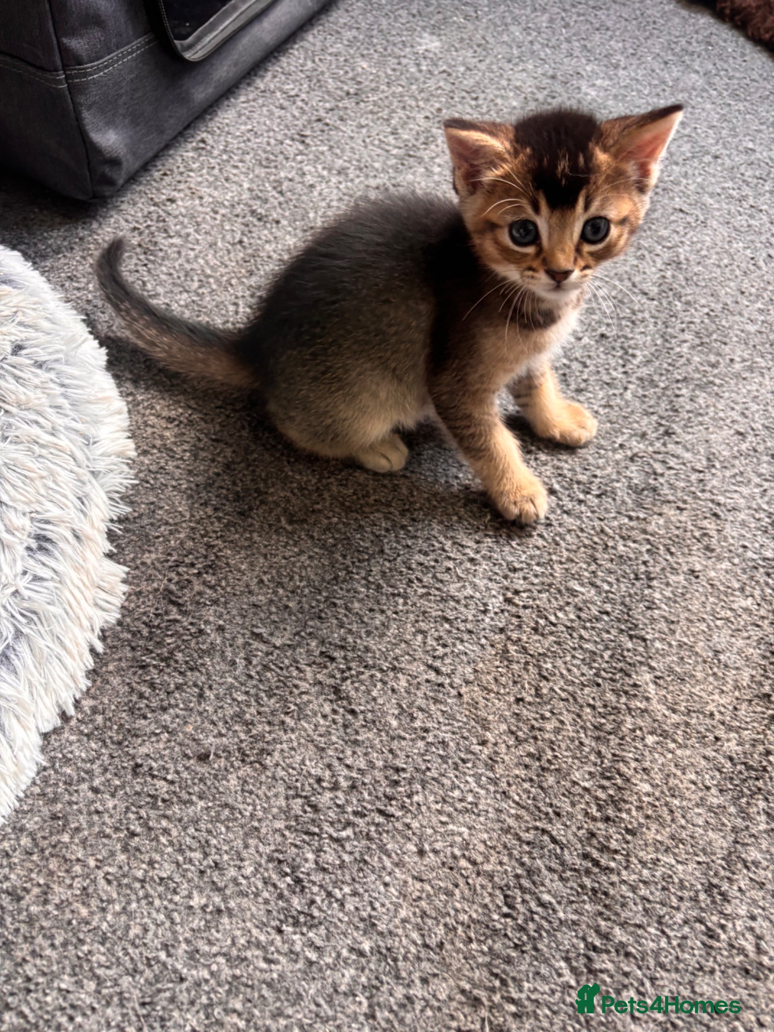 Mixed Breed cats for sale: Male kittens - Advert 22