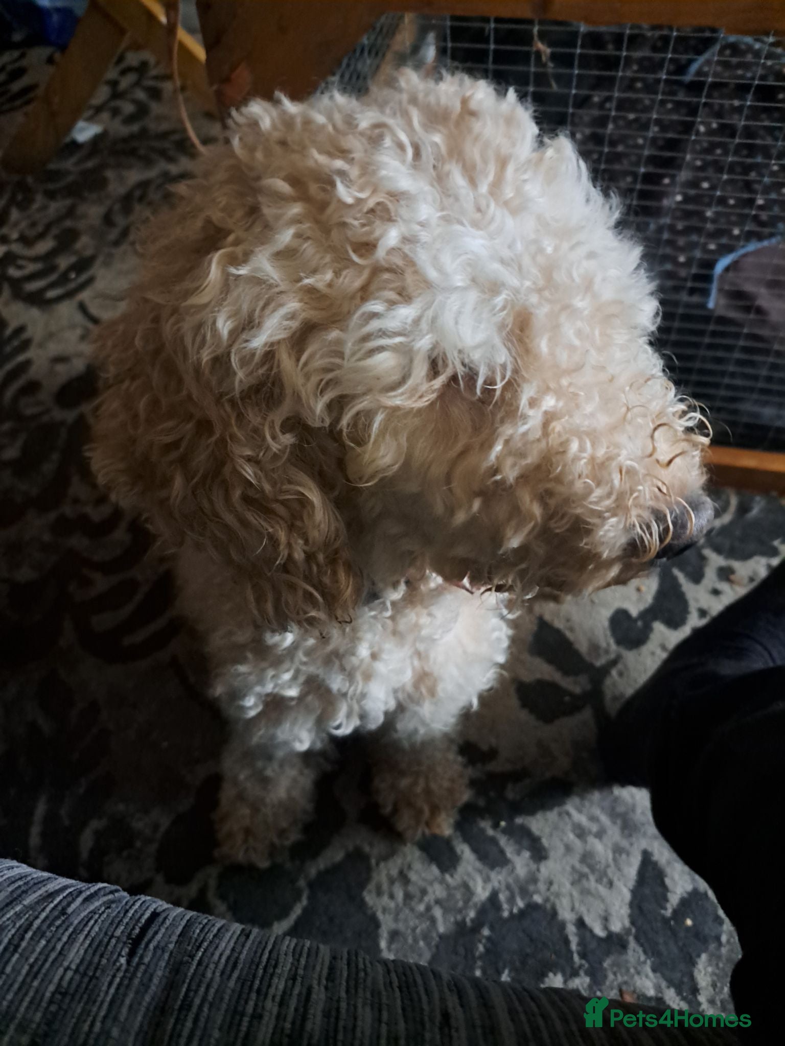 Mixed Breed dogs cockerpoo x jack russel pups  - Advert 1