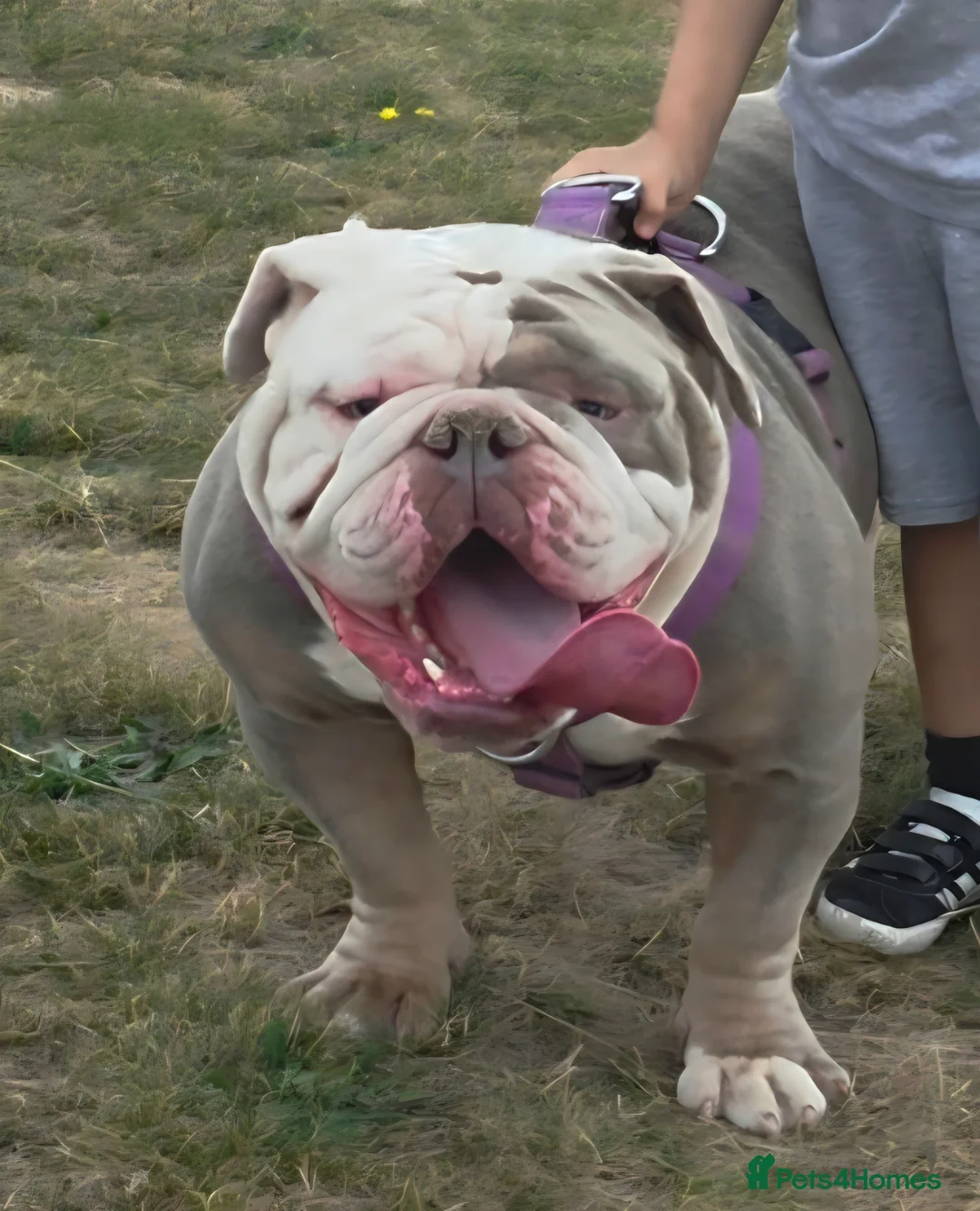 Olde English Bulldogge dogs for sale: Olde english bulldogge  - Advert 5