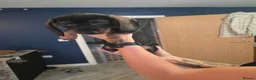 Dachshund dogs for sale: 3 dachshund puppies available  in Horley - Advert 10