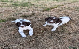 English Springer Spaniel dogs for sale: Ready to go Male KC Registered ESS Puppies  - Image 11