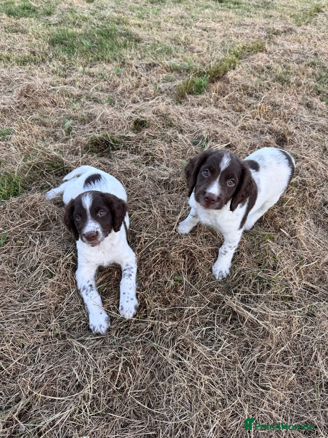 English Springer Spaniel dogs for sale: Ready to go Male KC Registered ESS Puppies  - Image 11