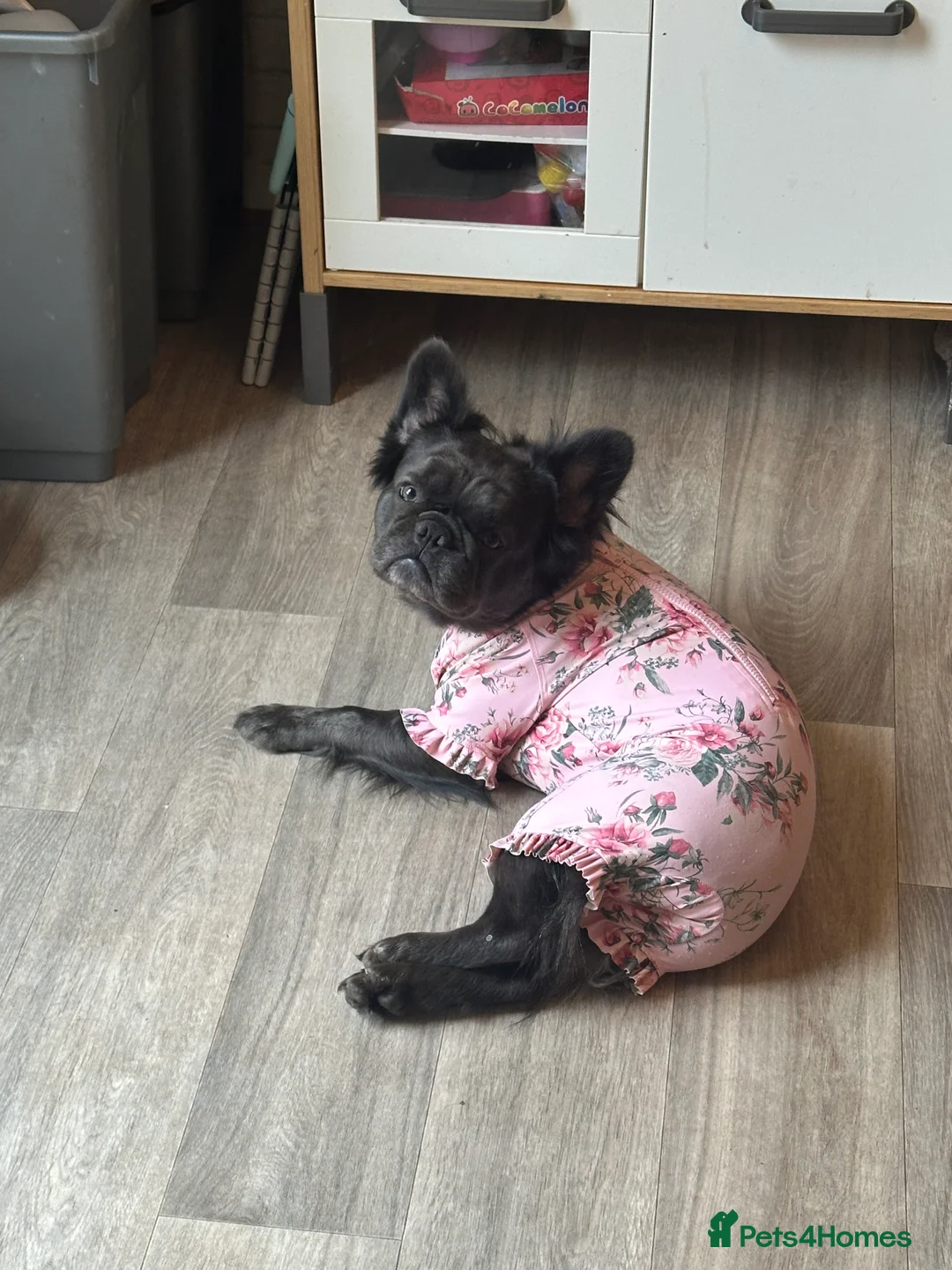French Bulldog dogs for sale: Fully visual fluffy female French bulldog  - Advert 2