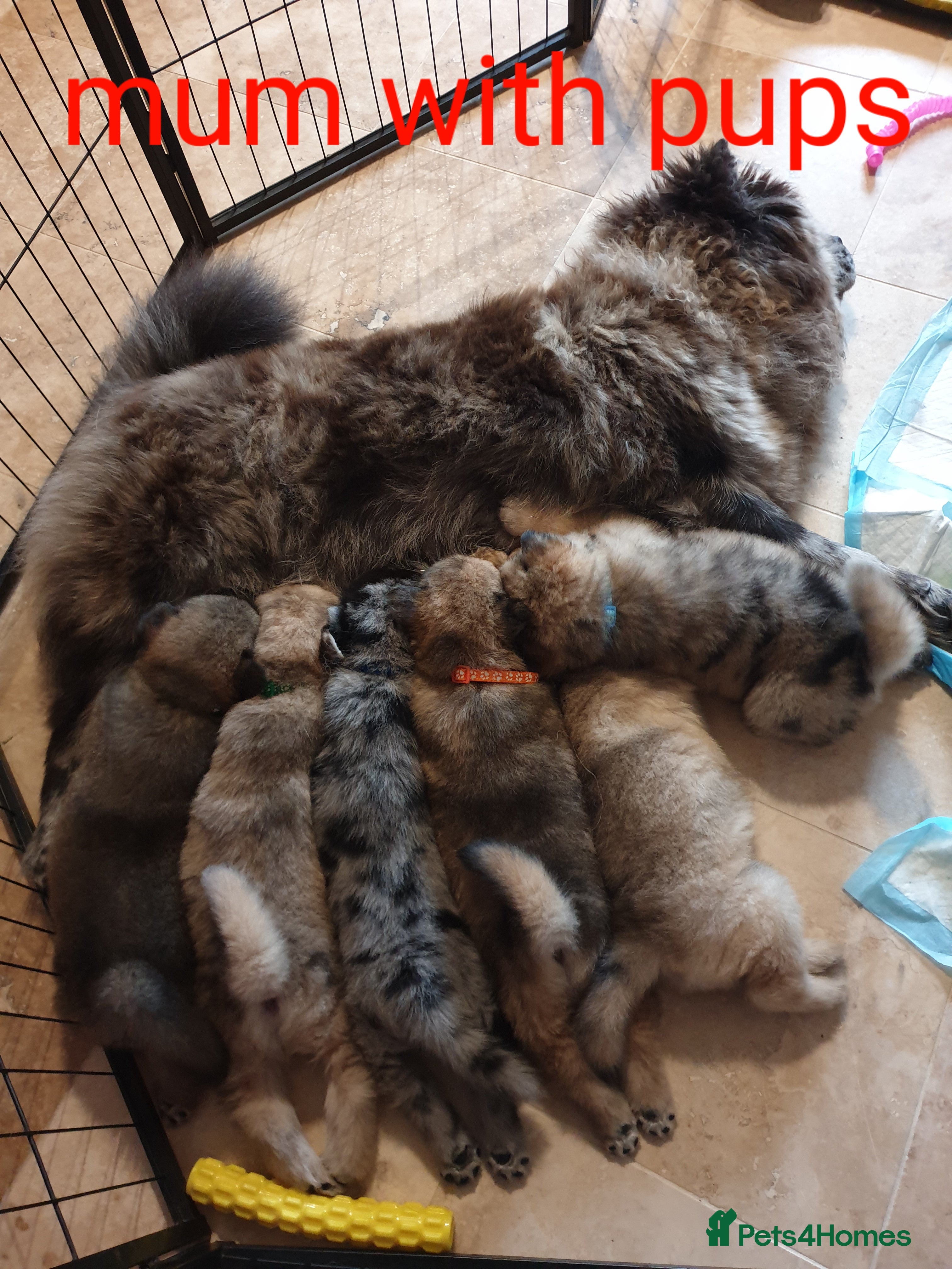 Mixed Breed dogs Hybrid chowchow/alaskan malamute  - Advert 1