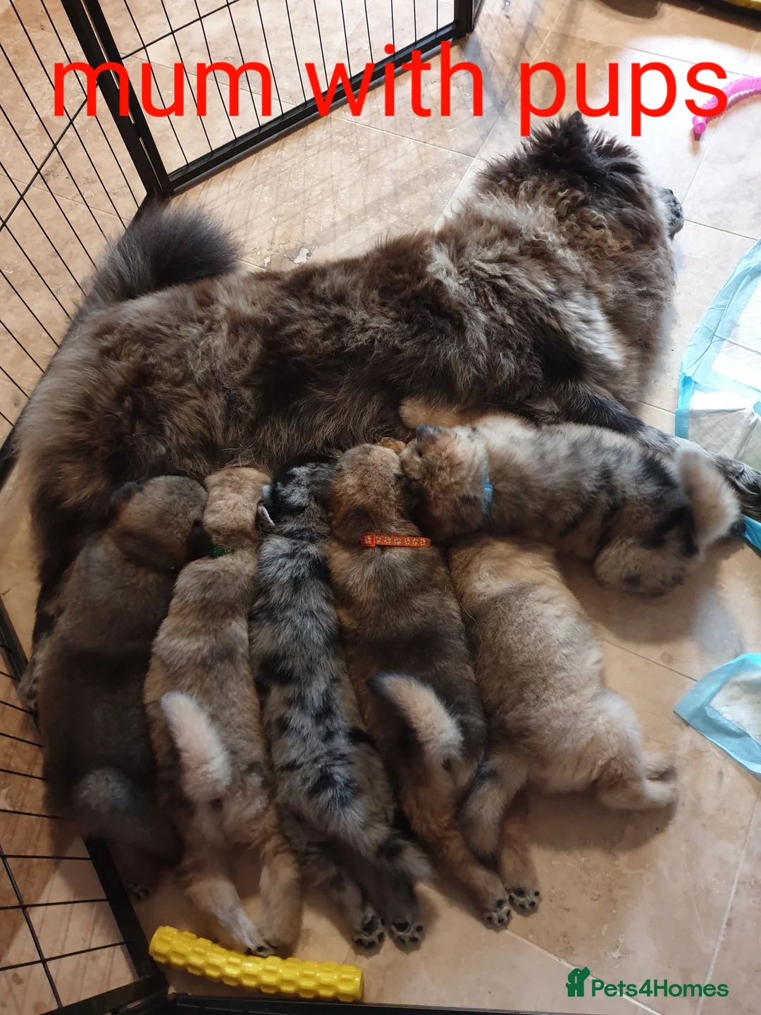 Mixed Breed dogs for sale: Hybrid chowchow/alaskan malamute  - Advert 1