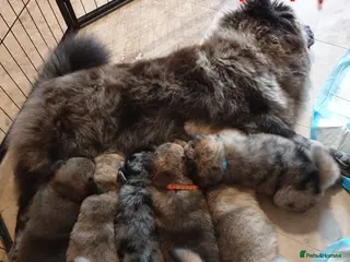 Mixed Breed dogs Hybrid chowchow/alaskan malamute - Advert 1