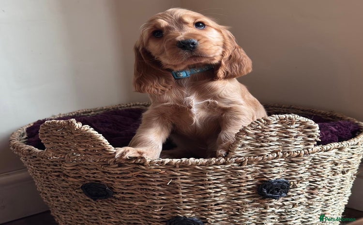 Cocker Spaniel dogs - Advert 7