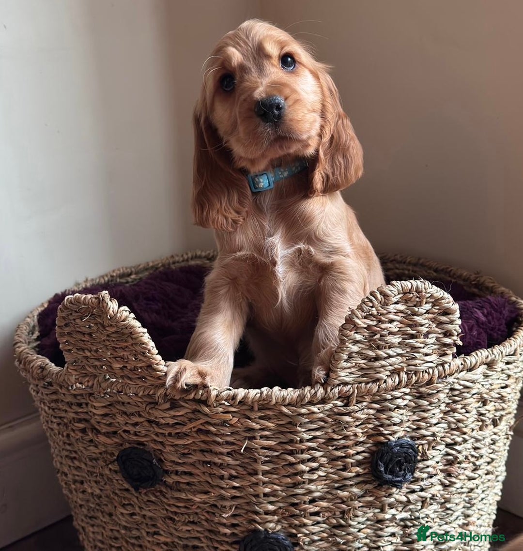 Cocker Spaniel dogs for sale: Golden show pedigree cocker spaniel - Image 1