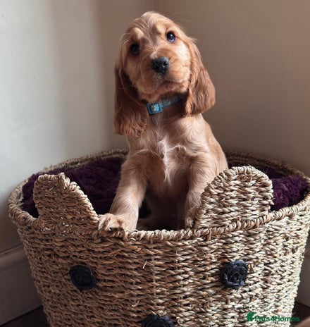 Cocker Spaniel dogs - Advert 7