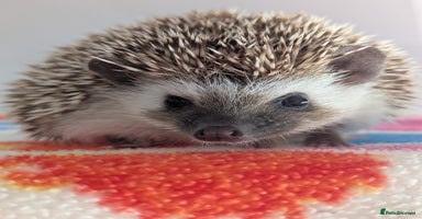 Pygmy Hedgehog rodents - Advert 5