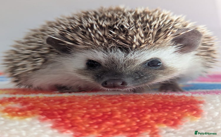 Pygmy Hedgehog rodents - Advert 1