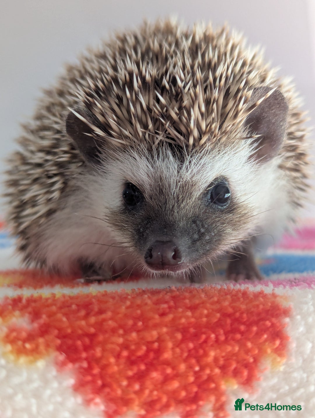 Pygmy Hedgehog rodents for sale: Gorgeous Hoglets!! AVAILABLE/REDUCED!!!! - Image 3
