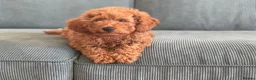 Toy Poodle dogs for sale: Beautiful Toy KC poodle boy - Advert 5