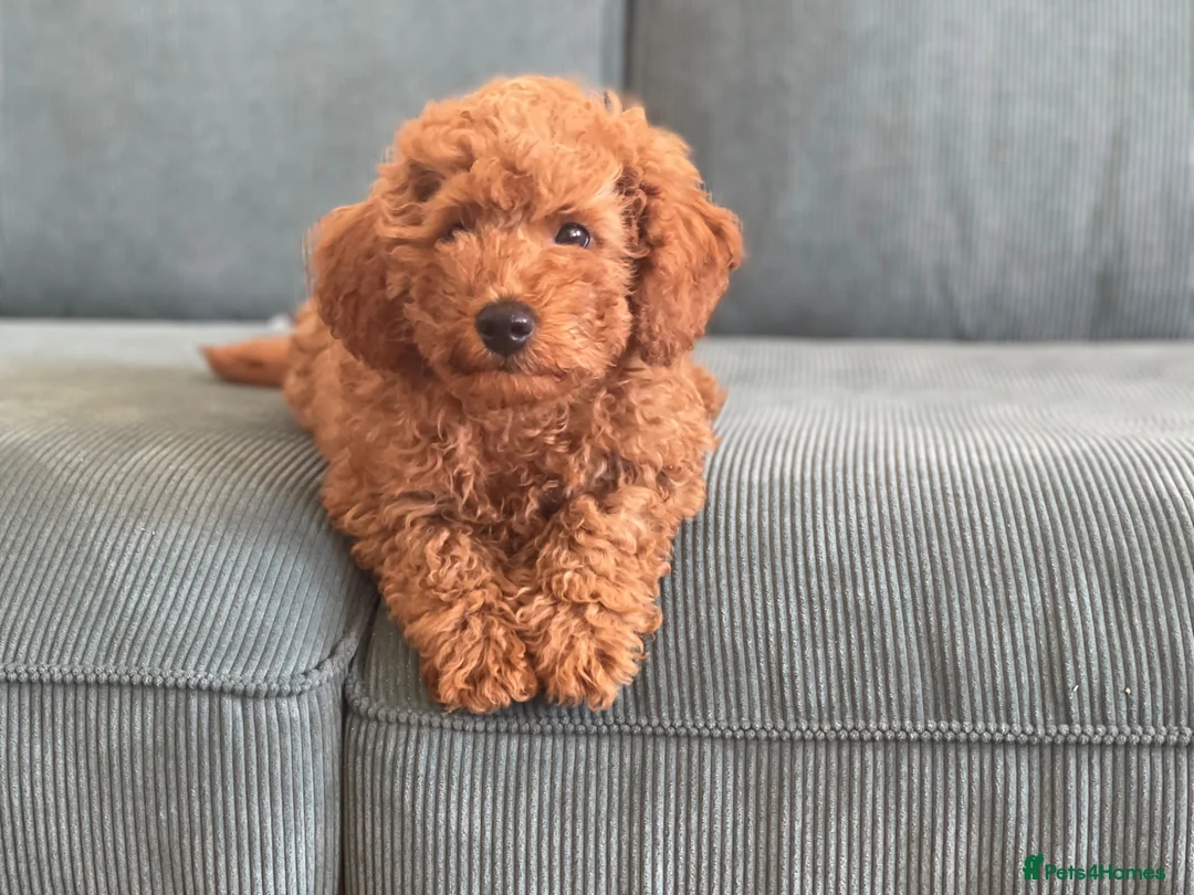 Toy Poodle dogs for sale: Beautiful Toy KC poodle boy - Advert 5