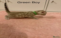 Bengal cats for sale: Pure Bengal Kittens Available  - Image 3