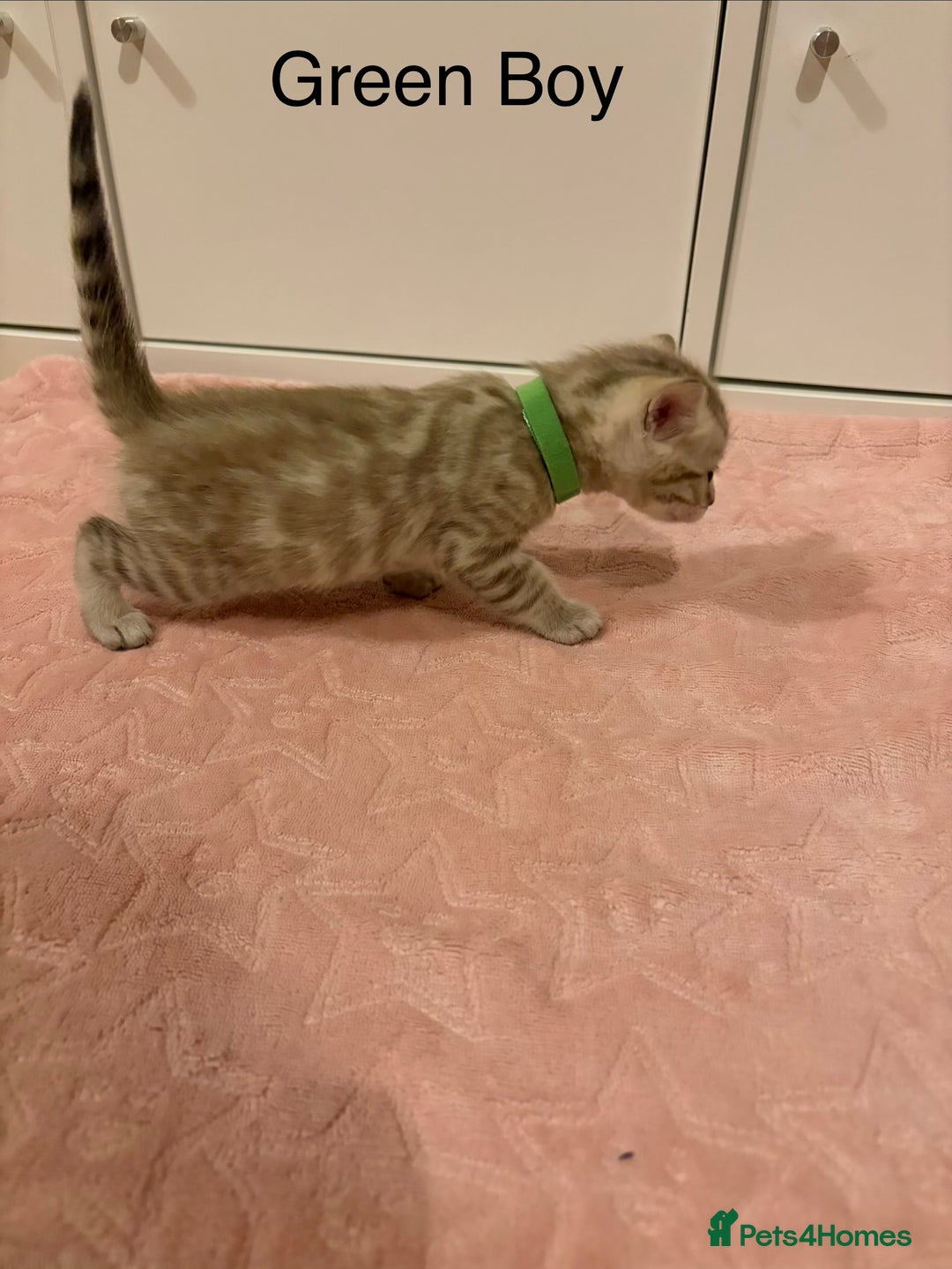 Bengal cats for sale: Pure Bengal Kittens Available  - Image 3