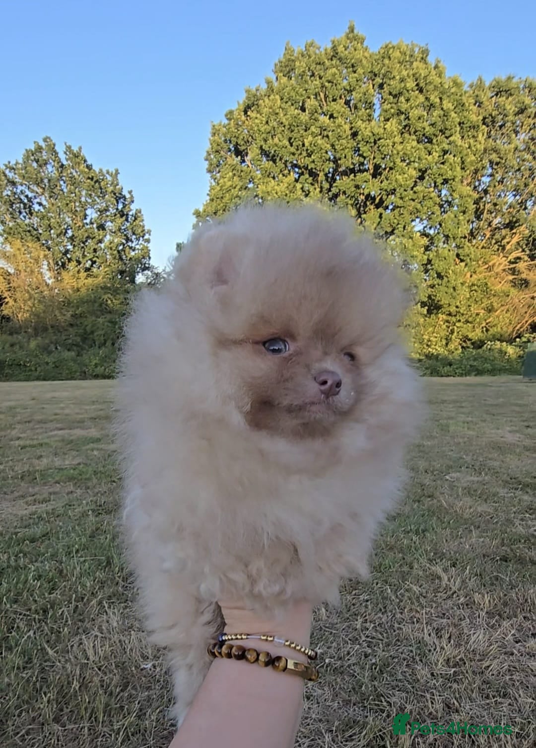 Pomeranian dogs CHIAO LI YA mixed colours + lavender puppies - Advert 16