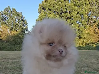 Pomeranian dogs CHIAO LI YA mixed colours + lavender puppies - Advert 16