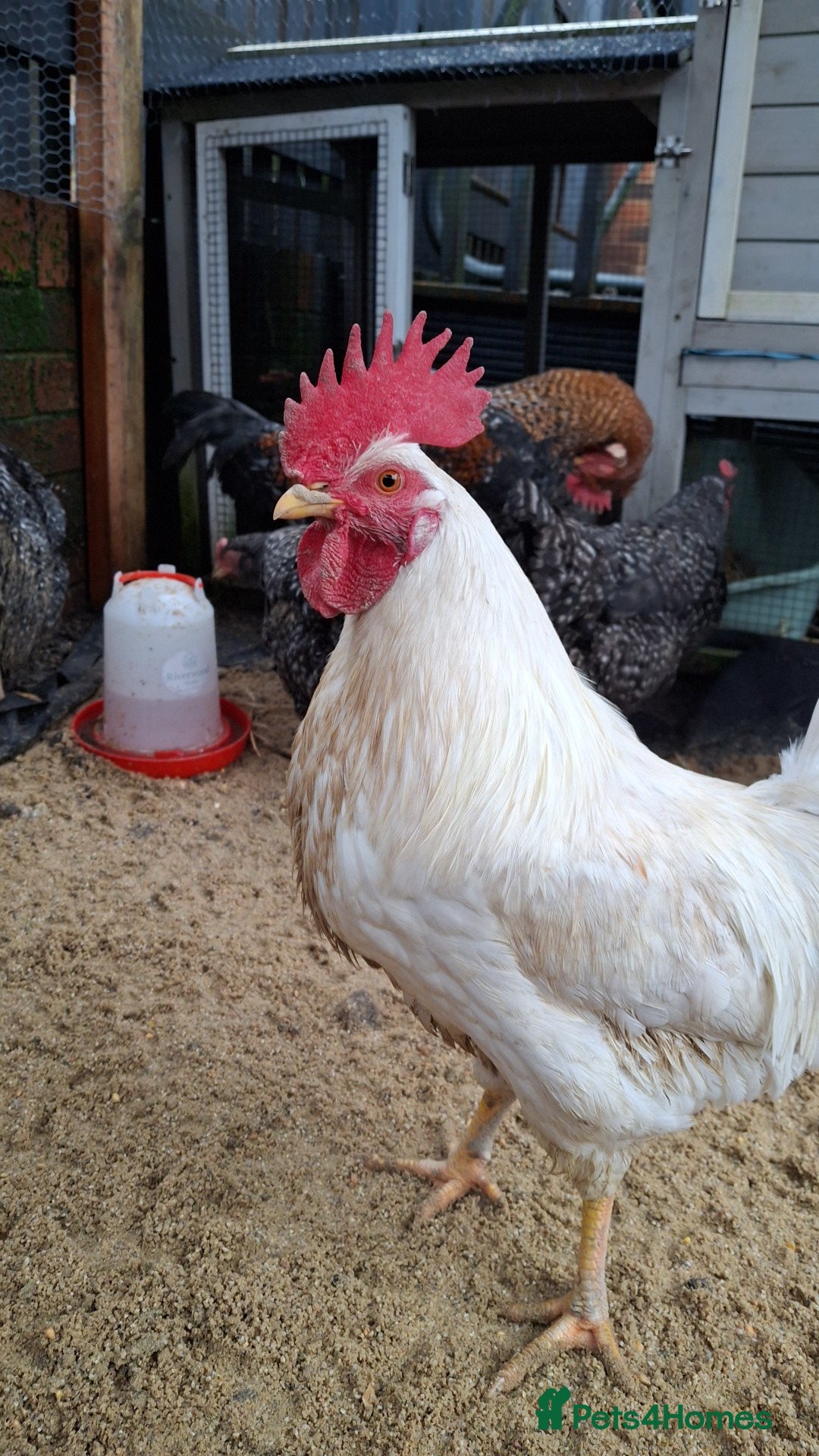 Chickens poultry Cockerel - Advert 3