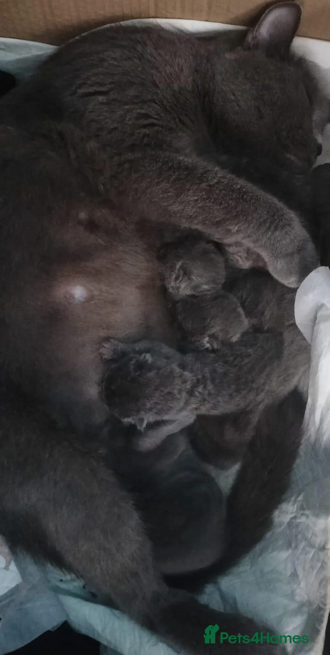 British Shorthair cats for sale: Beautiful British shorthair kittens 😸  - Advert 14
