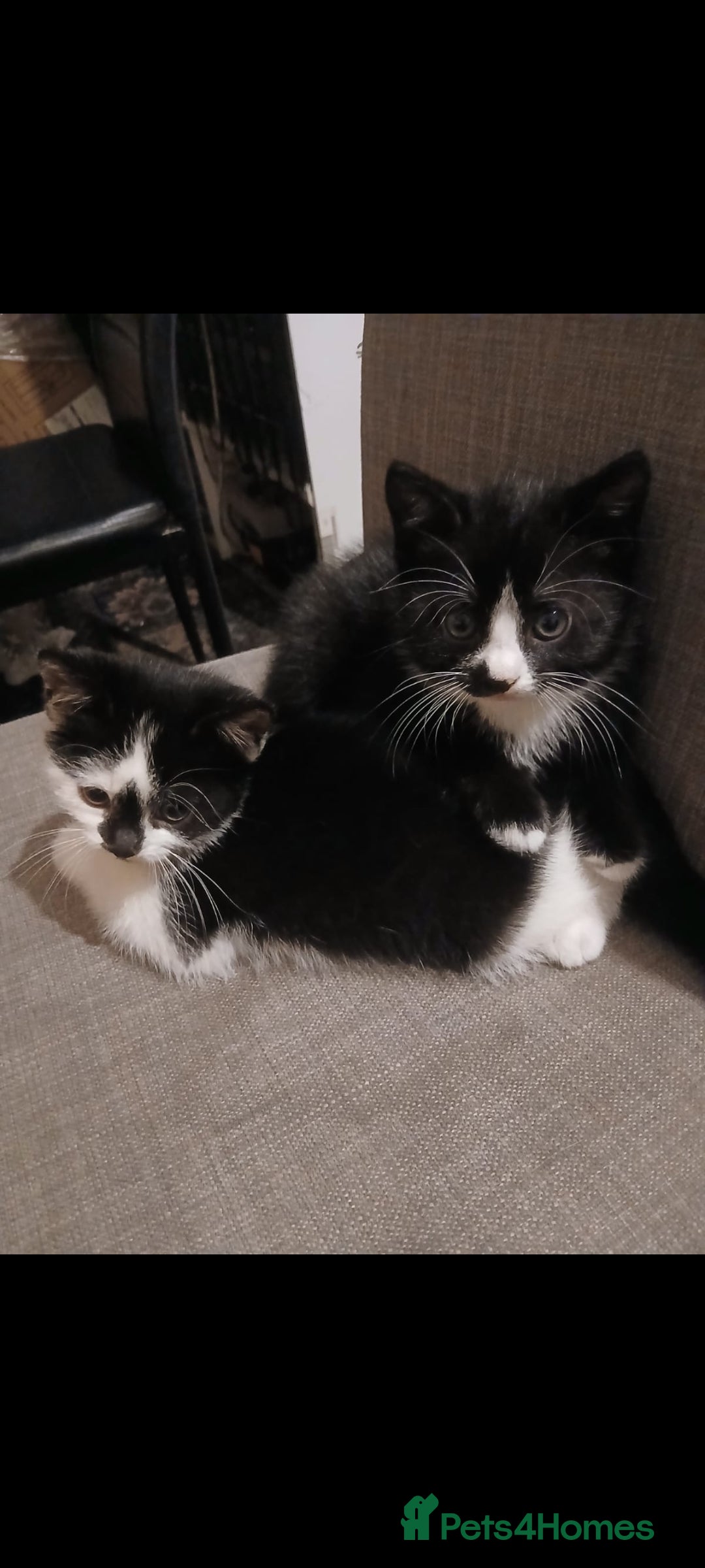 Mixed Breed cats Two beautiful kittens  - Advert 4