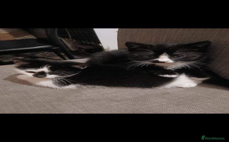 Mixed Breed cats - Advert 1